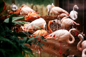 火烈鸟 北京动物园 鸟类