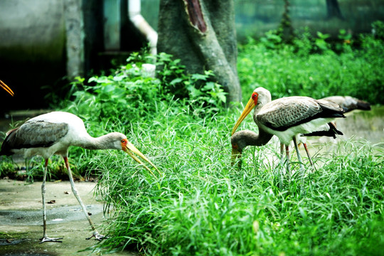 黄嘴鹮鹳 北京动物园 鸟类