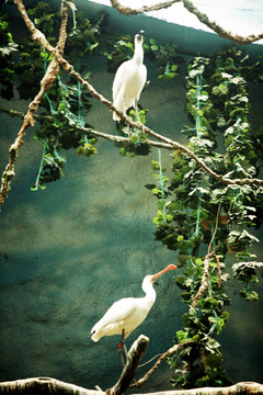 鹭鸶 北京动物园 鸟类