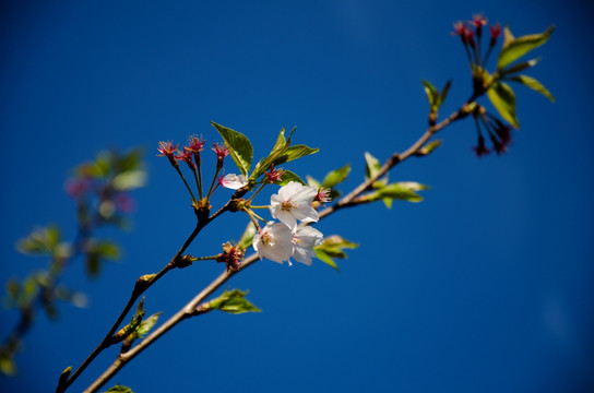 桃花