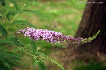 花穗 紫色小花