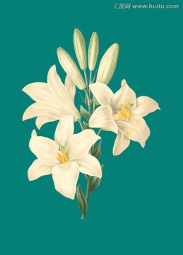 百合 花