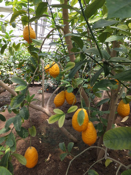 柠檬 柠檬树 生态园