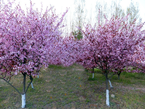 樱花园 樱花树