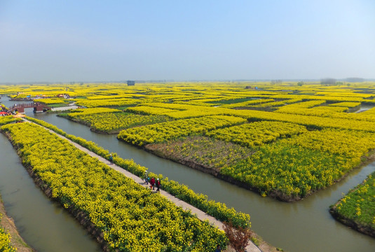 油菜田大图