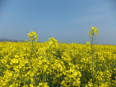 油菜田 油菜花 旅游区风光