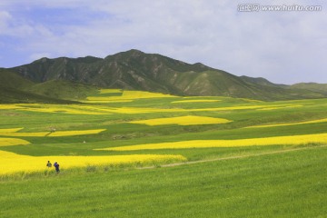 甘肃 民乐 油菜花