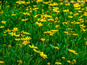 黄色雏菊