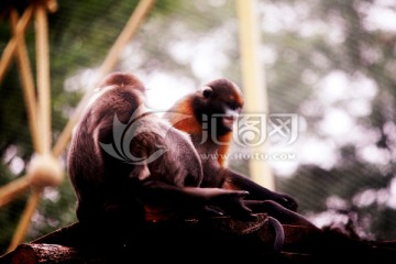 猴子 北京动物园 动物摄影