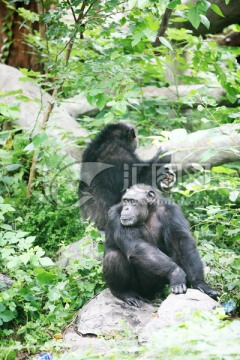 大猩猩 北京动物园 黑色