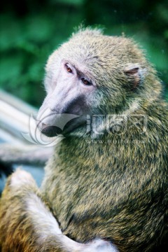 猴子 北京动物园 动物摄影