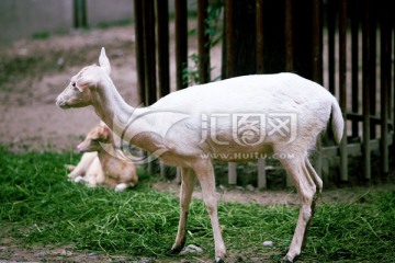 白鹿 北京动物园 养殖