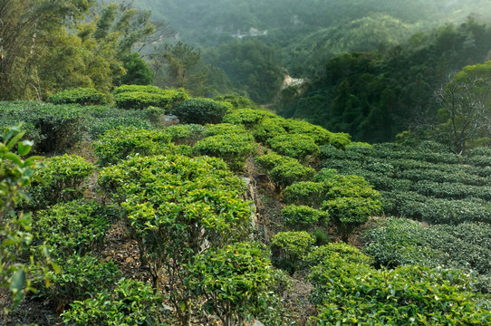 茶园风光