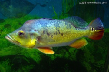 熱帶魚