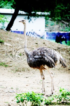鸵鸟 北京动物园 动物