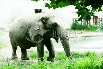 大象 北京动物园 动物