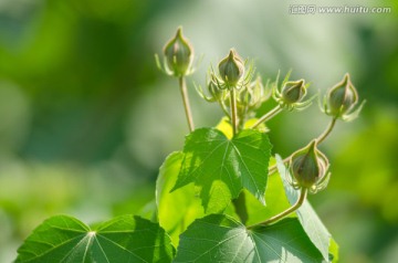 芙蓉花蕾