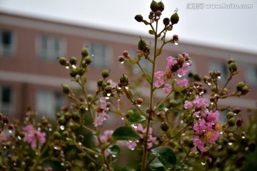 雨中紫薇花