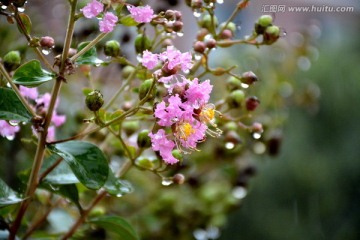 雨中紫薇花