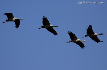 天空中飞翔的灰鹤