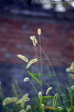 狗尾巴草