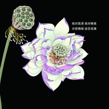 盛開的荷花蓮蓬