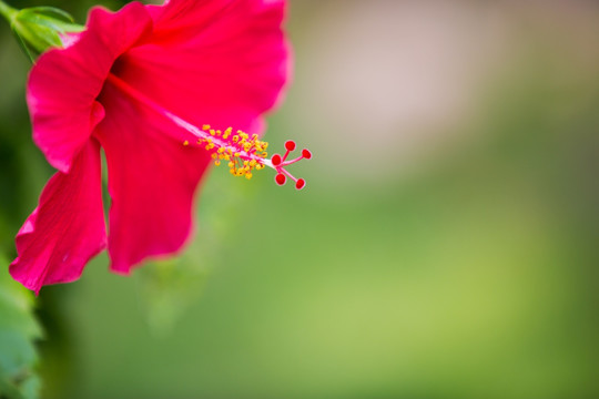 花扶桑花