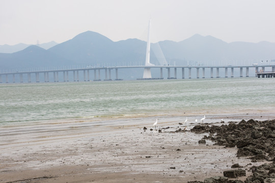 深圳湾风光