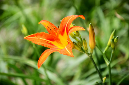 黄花菜