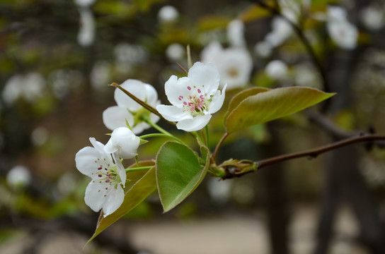 梨花盛開(kāi)