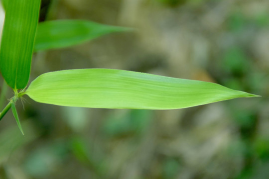 竹叶