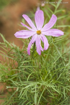 波斯菊