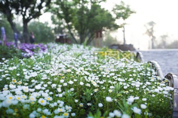 野菊花