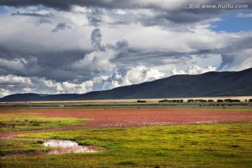 红草地 狼毒花 依拉草原