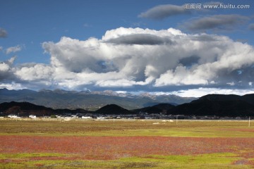 红草地 狼毒花 依拉草原