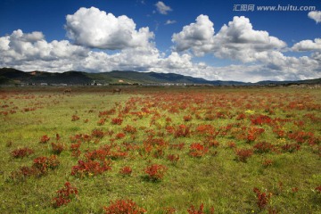 狼毒花