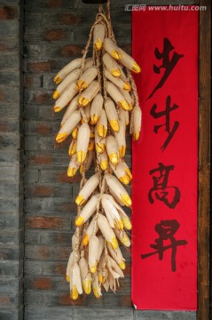 玉米