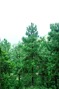 绿色的山上树木