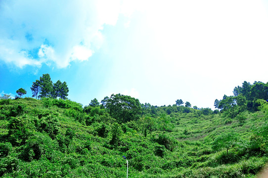 绿色植被覆盖的山坡