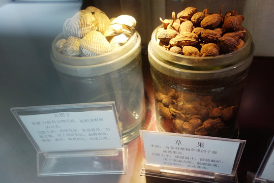 中藥 藥材 藥材標本