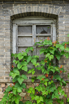 窗前的豆角花