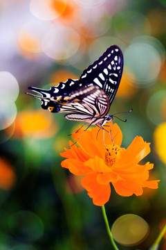 光斑蝴蝶
