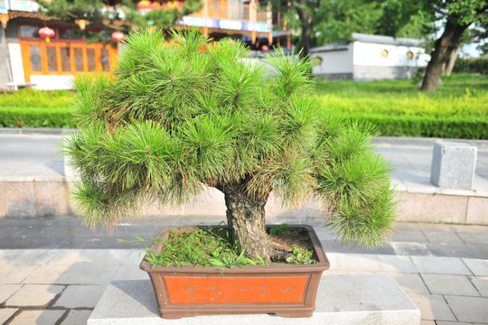 盆栽松树 盆景松树