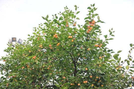 小苹果 沙果