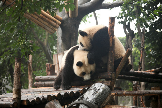 大熊猫 国宝