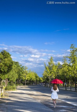 风景区的林荫大道