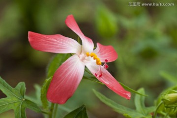 风车红草花