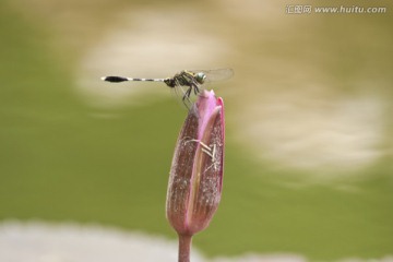 莲花蜻蜓