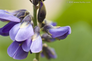 豆花