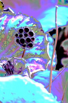 殘荷